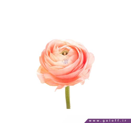 گل فروشی آنلاین - گل آلاله گلدیس - Ranunculus | گل آف